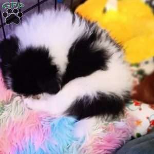 Cookies & Cream, Pomeranian Puppy